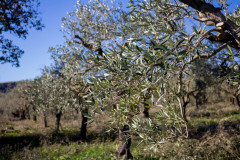 SG-agricola-sbarbara_0222-31