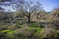 SG-agricola-sbarbara_0222-5