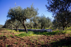 SG-agricola-sbarbara_0222-66