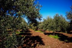 SG-agricola-sbarbara_0222-76
