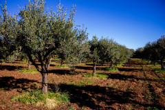 SG-agricola-sbarbara_0222-78