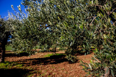 SG-agricola-sbarbara_0222-81