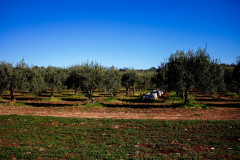 SG-agricola-sbarbara_0222-82