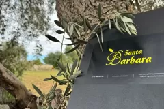 agricola_santa_barbara_olio_di_oliva_002