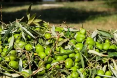 azienda-santa-barbara-foto-2