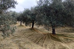 azienda_agricola_santa_barbara_siracusa_014
