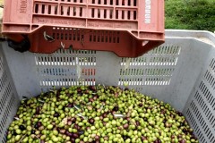azienda_agricola_santa_barbara_siracusa_015