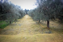 azienda_agricola_santa_barbara_siracusa_25