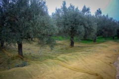 azienda_agricola_santa_barbara_siracusa_27