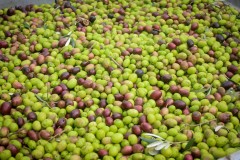 azienda_agricola_santa_barbara_siracusa_30