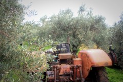 azienda_agricola_santa_barbara_siracusa_34