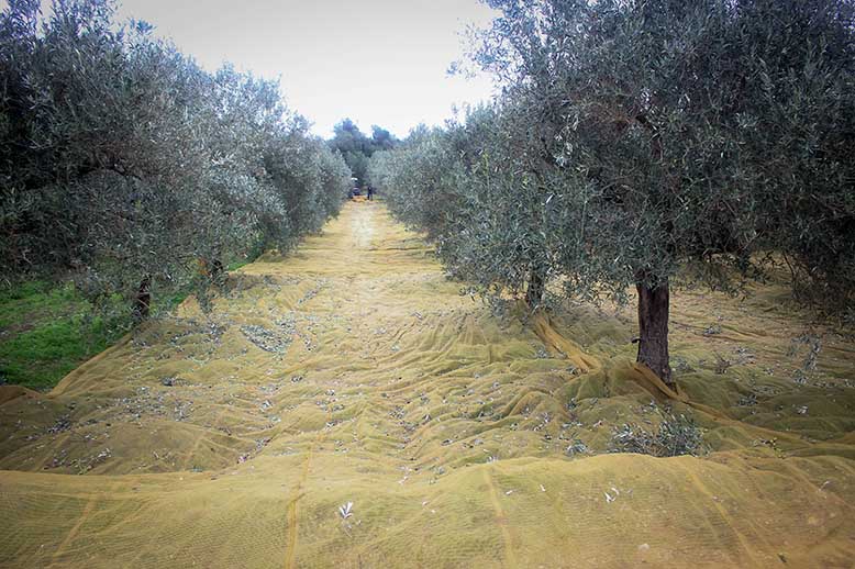 SG_azienda_agricola_santa_barbara_siracusa_ulivi