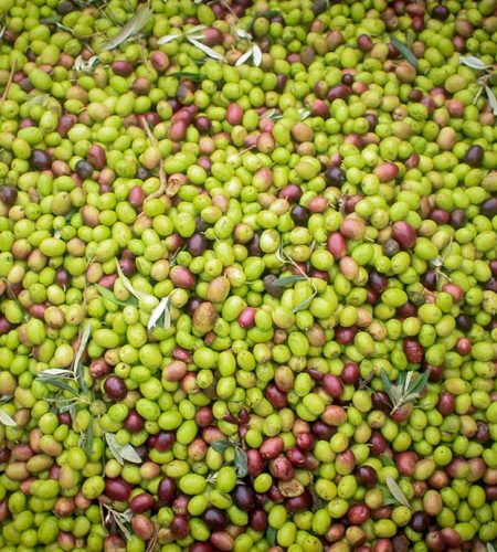 SG_azienda_agricola_santa_barbara_siracusa_olive